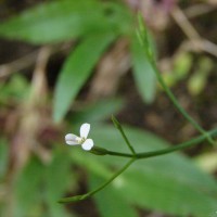 Canscora alata (Roth) Wall.